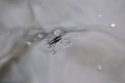 Close-up of spider on water