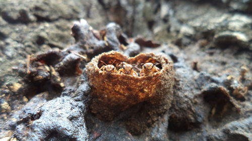 Close-up of crab on rock