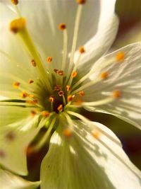 Macro shot of white flower