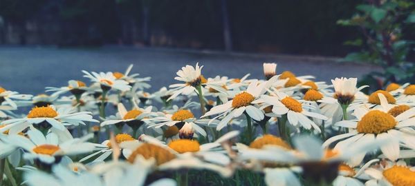 Close-up of white flowering plants