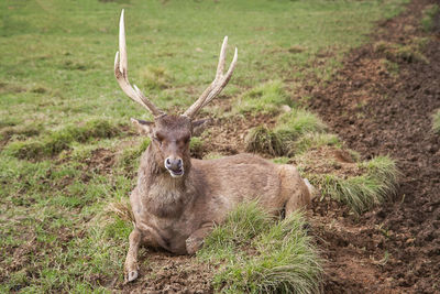 Portrait of deer relaxing on field