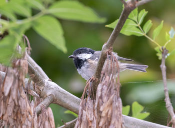 Close-up of bird perching on branch