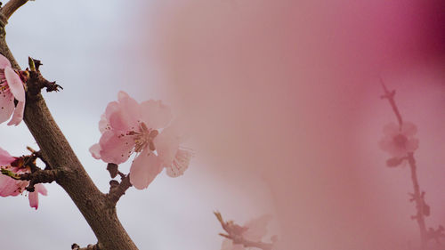 Close-up of pink cherry blossoms in spring