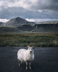 Portrait of sheep on field against sky