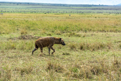 Side view of hyena walking on field