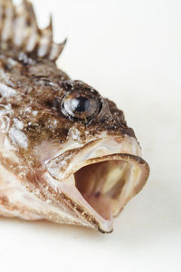 Directly above shot of dead fish against white background