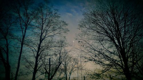 Low angle view of tree against sky