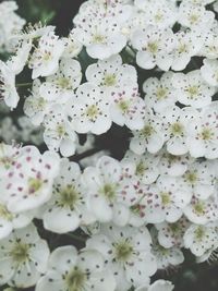 Close-up of white flowers
