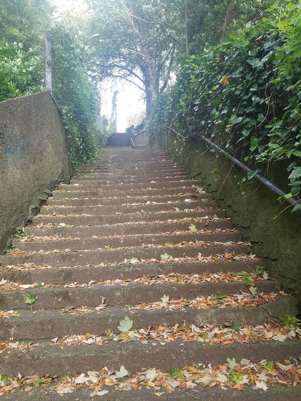 FOOTPATH LEADING TOWARDS FOREST