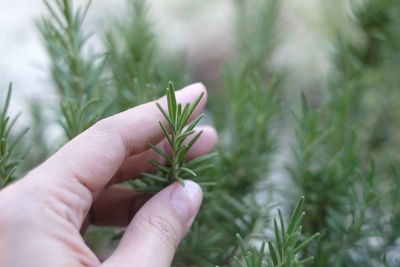 Close-up of hand holding plant