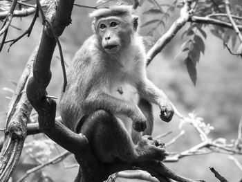 Sitting on a branch