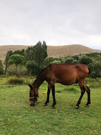 Horse in a field