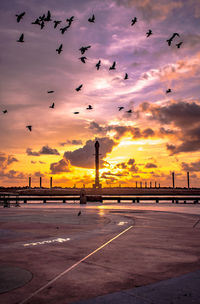 Birds flying in sky during sunset