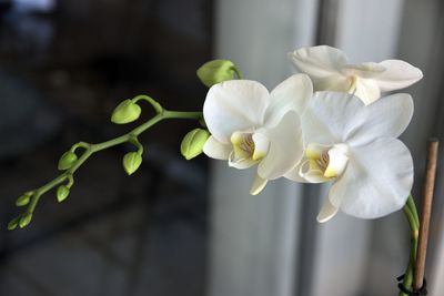 Close-up of white flowers blooming outdoors