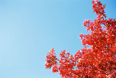 Low angle view of trees against clear sky