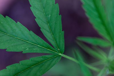 Close-up of green leaves