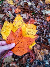 Human hand holding maple leaves during autumn