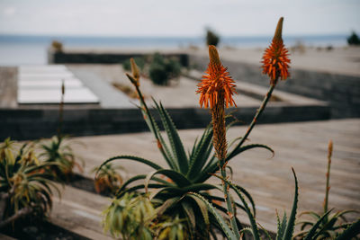 Close-up of flowering plants at beach against sky