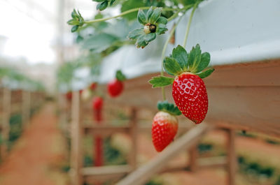 Close-up of strawberry growing on plant