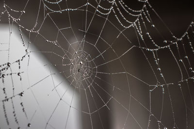 Close-up of spider web