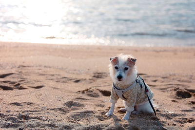 Dogs on sand at beach