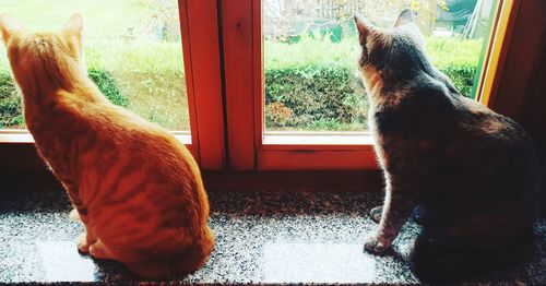 Cat looking through window