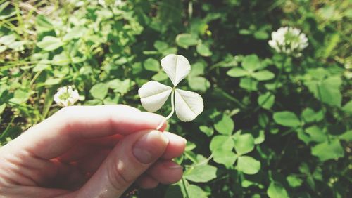 Close-up of hand holding leaves