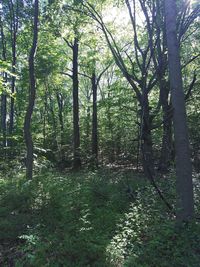 Trees in forest