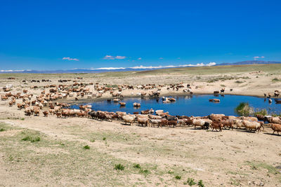 A group of sheep and horses in the jungar basin, xinjiang, are drinking water around a clear pond.