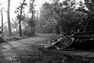 Bicycle by trees