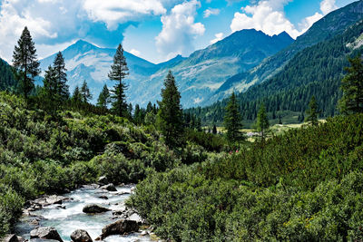 Scenic view of pine trees against sky