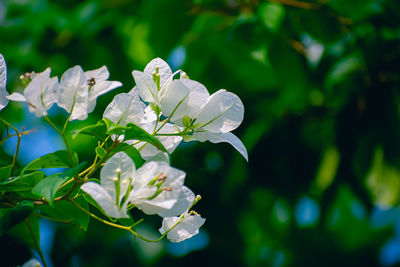 Close-up of white flowering plant