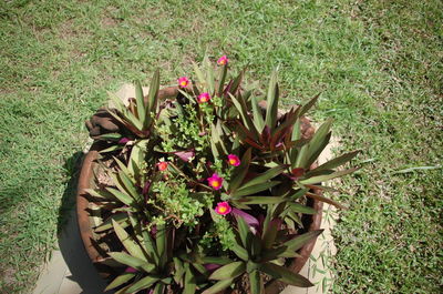 Plants growing on field