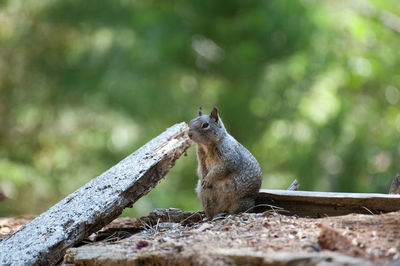 Close-up of an animal