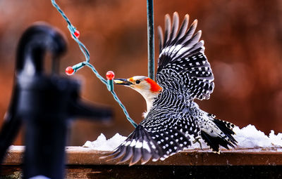 Woodpecker finds a supply of peanuts in the snow and flies off