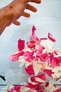 Cropped hand holding pink flower