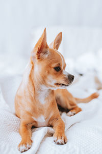 Dog looking away while sitting on bed