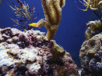 Close-up of coral in sea
