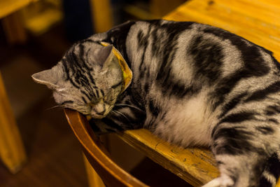 Close-up of a cat with eyes closed