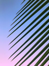 Low angle view of palm trees against clear blue sky