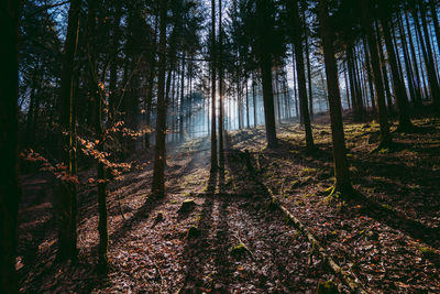 Trees in forest