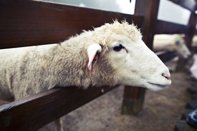 Close-up portrait of sheep