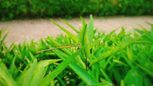 Close-up of insect on grass