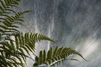 Close-up of wet plant during rainy season