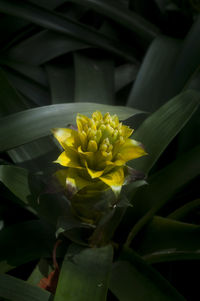 Close-up of yellow flower