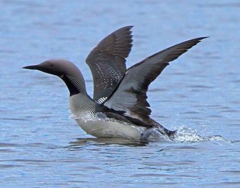 Bird flying over sea