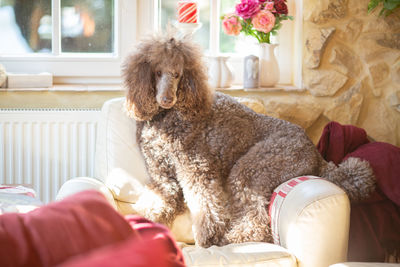 Portrait of dog sitting on sofa at home