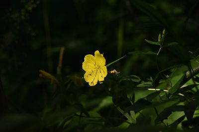 Close-up of yellow flowering plant