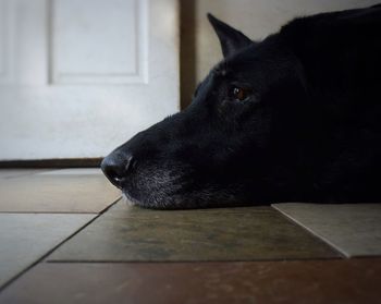 Close-up of a dog looking away at home