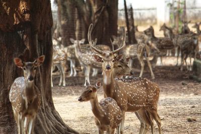 Big group of spotted deer in the indian forest